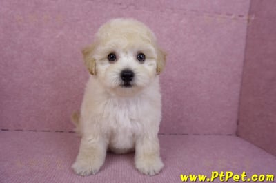 09/12泰迪比熊母幼犬1號(台南西港)4