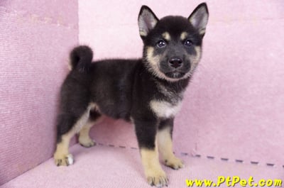 07/05黑色柴犬母幼犬2號(台北中山)5