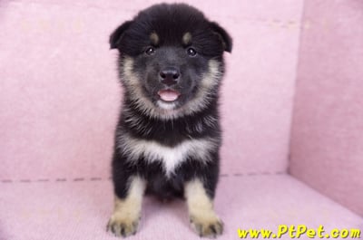 10/15黑色長毛柴犬公幼犬(基隆安樂)4