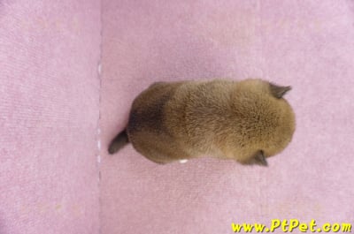 02/05赤色柴犬母幼犬1號(新北永和)7