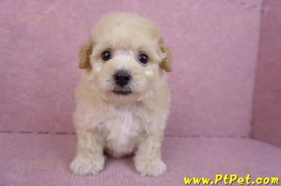 09/23泰迪比熊母幼犬3號(高雄大寮)3