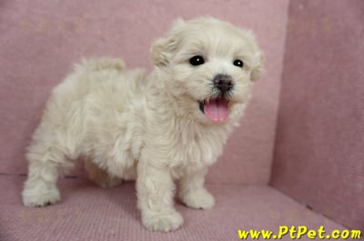 03/31奶油色馬爾泰迪母幼犬3號(屏東恆春)6