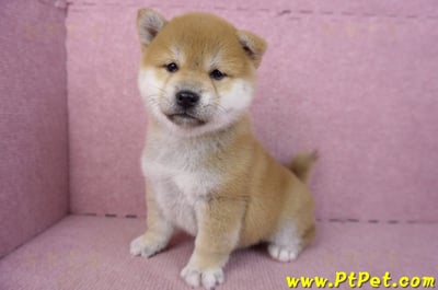 02/06赤色柴犬母幼犬3號(高雄左營)13