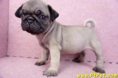 07/09巴哥公幼犬1號(新竹東區)10