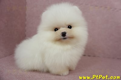 03/14迷你型松鼠白博美公幼犬2號(台北士林)7