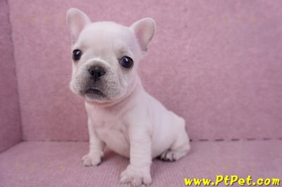 07/25奶油色法國鬥牛母幼犬3號(屏東內埔)1