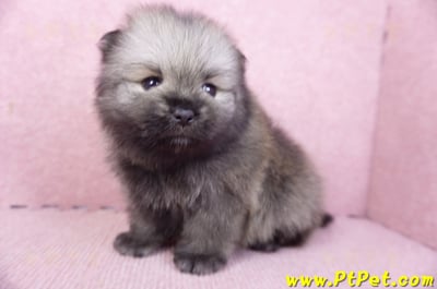 02/10棕色松鼠博美公幼犬6