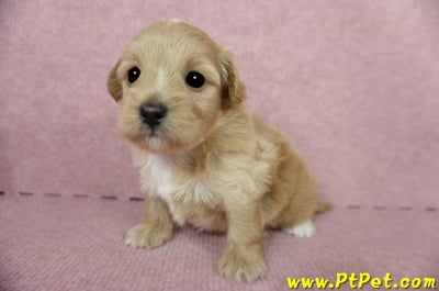 05/05奶油色馬爾泰迪母幼犬1號(新北三重)5