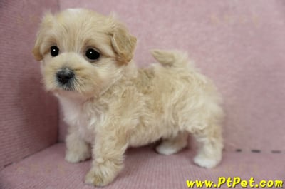 03/02馬爾泰迪母幼犬2號(台東卑南)11