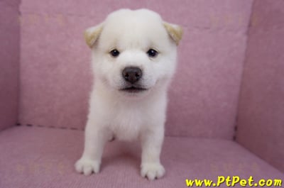 07/22白色柴犬公幼犬4