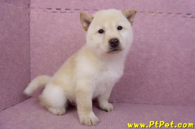 05/24白色柴犬公幼犬(新北新莊)4