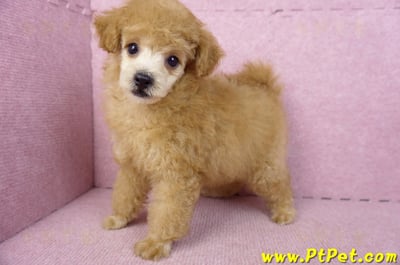 02/11奶油貴賓母幼犬8