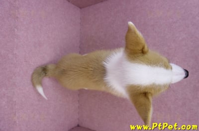 08/05雙色柯基犬公幼犬(新北新店)13