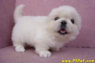 12/17北京狗公幼犬1號(新北三重)3