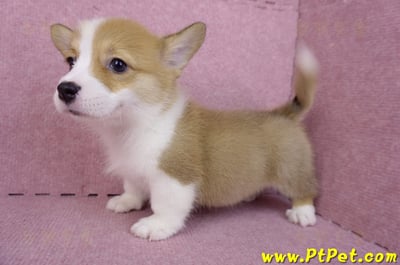 08/03雙色柯基犬母幼犬2號(屏東長治)9