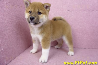 11/19赤色柴犬公幼犬(台中豐原)8