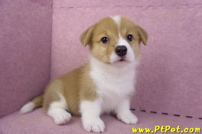 10/10雙色柯基犬母幼犬2號(花蓮吉安)4