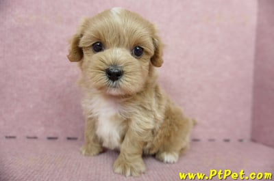 05/05奶油色馬爾泰迪公幼犬5號(屏東麟洛)8