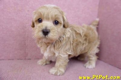 02/20馬爾泰迪公幼犬(嘉義市)10