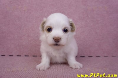 09/27馬爾泰迪母幼犬2號(高雄大寮)2