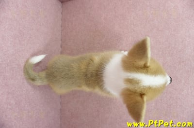 04/13雙色柯基犬母幼犬(高雄橋頭)7