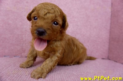 01/26奶油貴賓公幼犬7