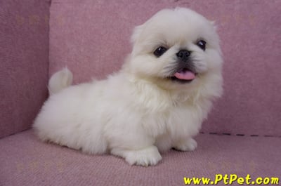 12/17北京狗公幼犬2號(新竹竹北)5