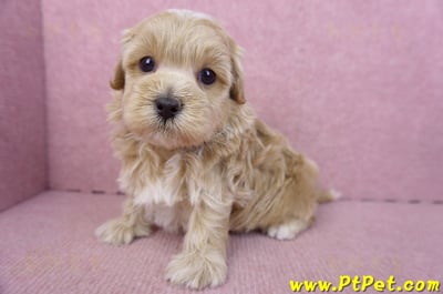 02/20馬爾泰迪公幼犬(嘉義市)13