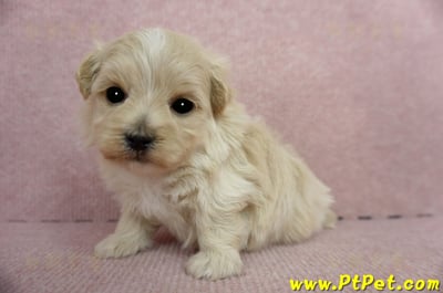 2/23奶油色馬爾泰迪 I 母幼犬1號(高雄鼓山)5