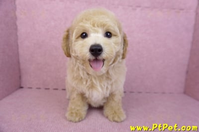 08/14泰迪比熊公幼犬3號(高雄新興)2