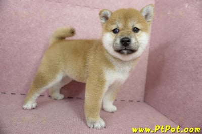 04/29赤色柴犬母幼犬1號(屏東里港)4