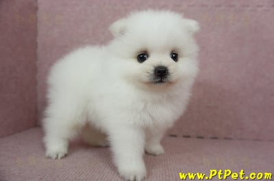 02/11迷你型松鼠白博美公幼犬(桃園市)7