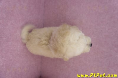 07/18泰迪比熊公幼犬13