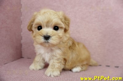 03/21奶油色馬爾泰迪母幼犬3號(高雄鼓山)9