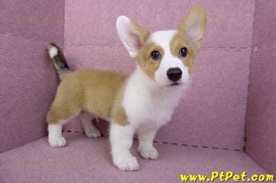 09/22雙色柯基犬公幼犬(高雄前金)1