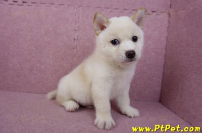 05/24白色柴犬公幼犬5