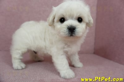 01/10奶白色馬爾泰迪公幼犬3號(屏東萬丹)12