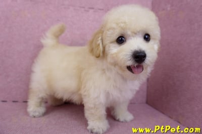 08/14泰迪比熊公幼犬(屏東內埔)8