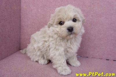 12/10馬爾泰迪公幼犬1號4