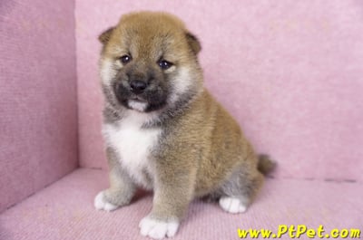 01/11赤色柴犬母幼犬1號6