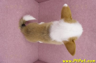 05/09雙色柯基犬母幼犬(台北萬華)14