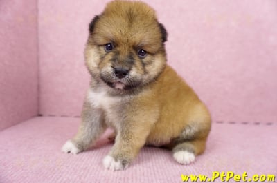 06/24赤色長毛柴犬公幼犬(屏東內埔)6