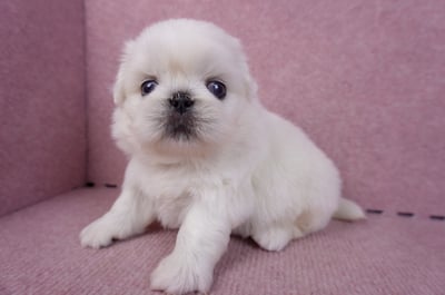 10/31北京狗公幼犬(屏東市)7