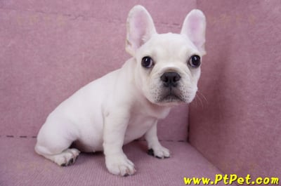 07/25奶油色法國鬥牛母幼犬(ASHTON, MD, USA)7