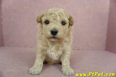 03/12泰迪比熊母幼犬3號(台南新化)1