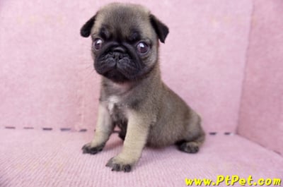 07/09巴哥母幼犬2號(桃園觀音)9