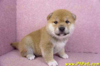 02/06赤色柴犬母幼犬2號3