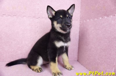 07/05黑色柴犬母幼犬(基隆仁愛)5