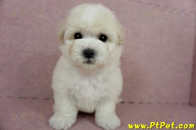 03/11比熊犬公幼犬2號(桃園蘆竹)3