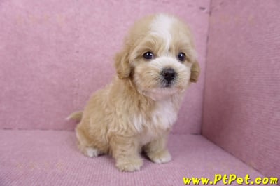 11/02馬爾泰迪母幼犬1號/(高雄小港)4